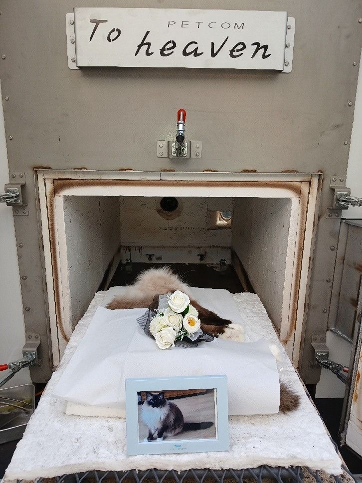 만석고양이 앨범 사진