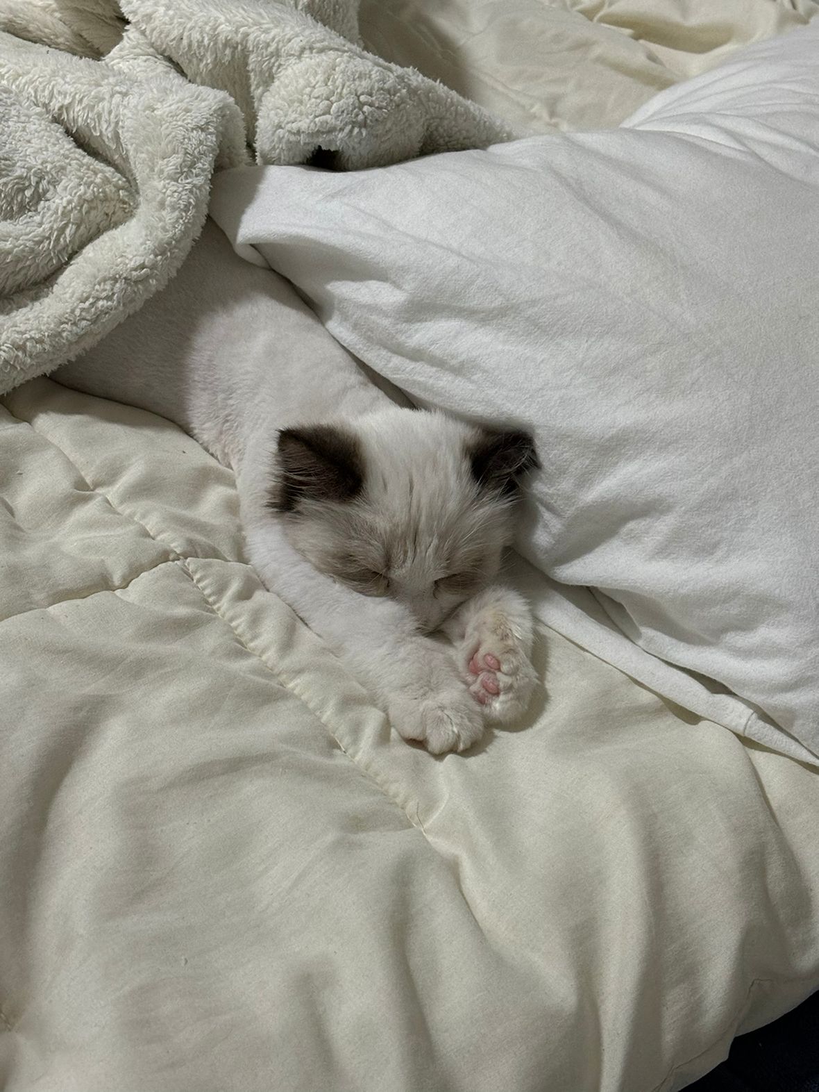 냥집사모임🐈🐈‍⬛