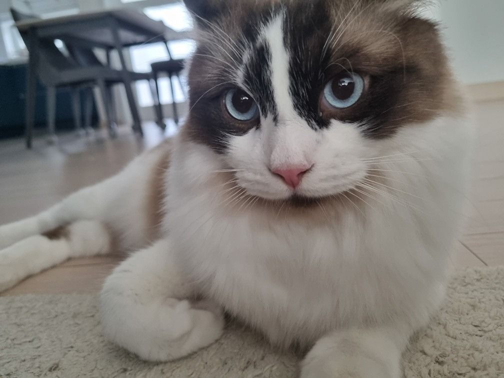 냥크루🐈❣️ 앨범 사진