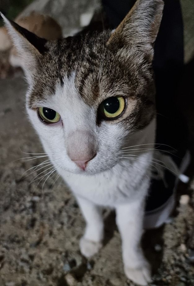 냥크루🐈❣️ 앨범 사진