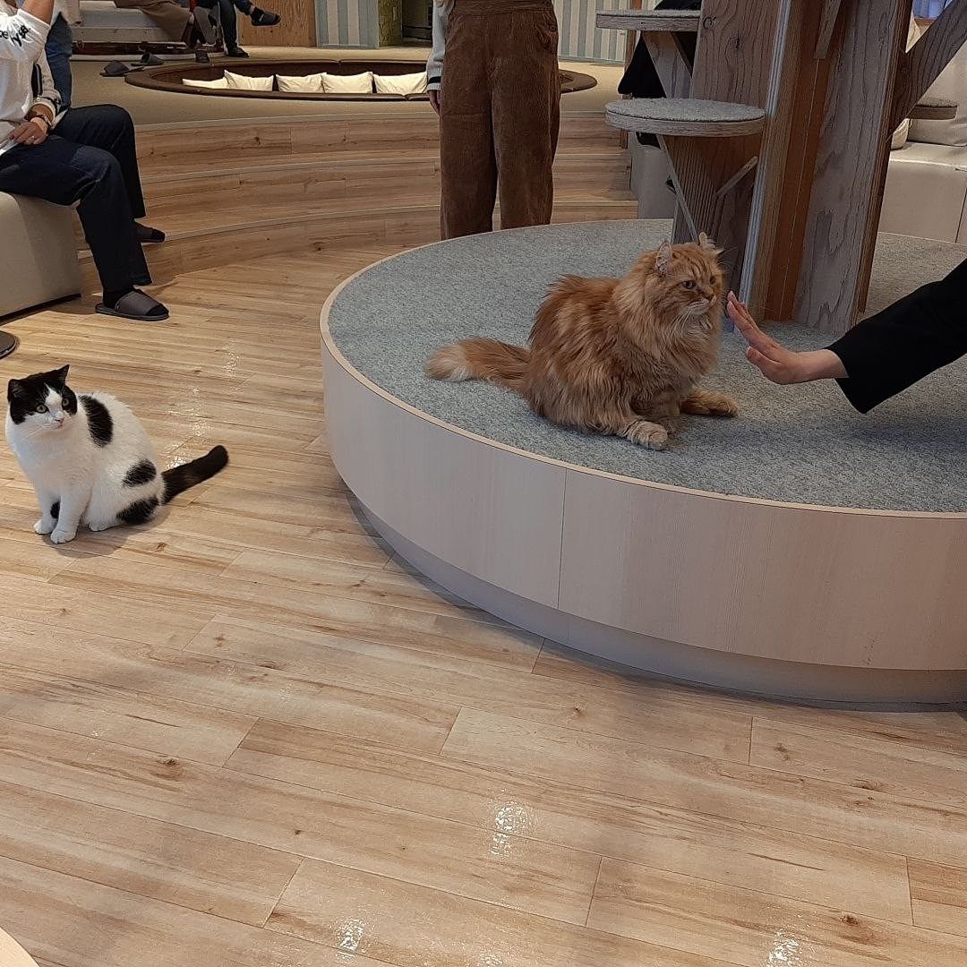 냥크루🐈❣️ 앨범 사진
