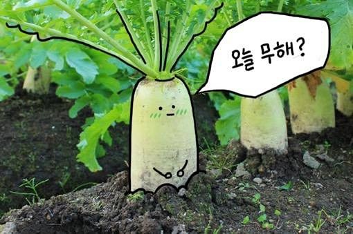 오늘 무해?