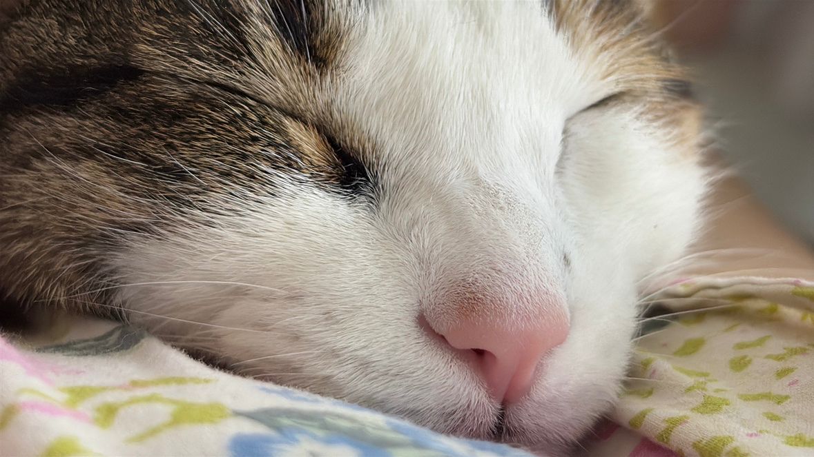 고양이 집사님들 모셔요 🐾