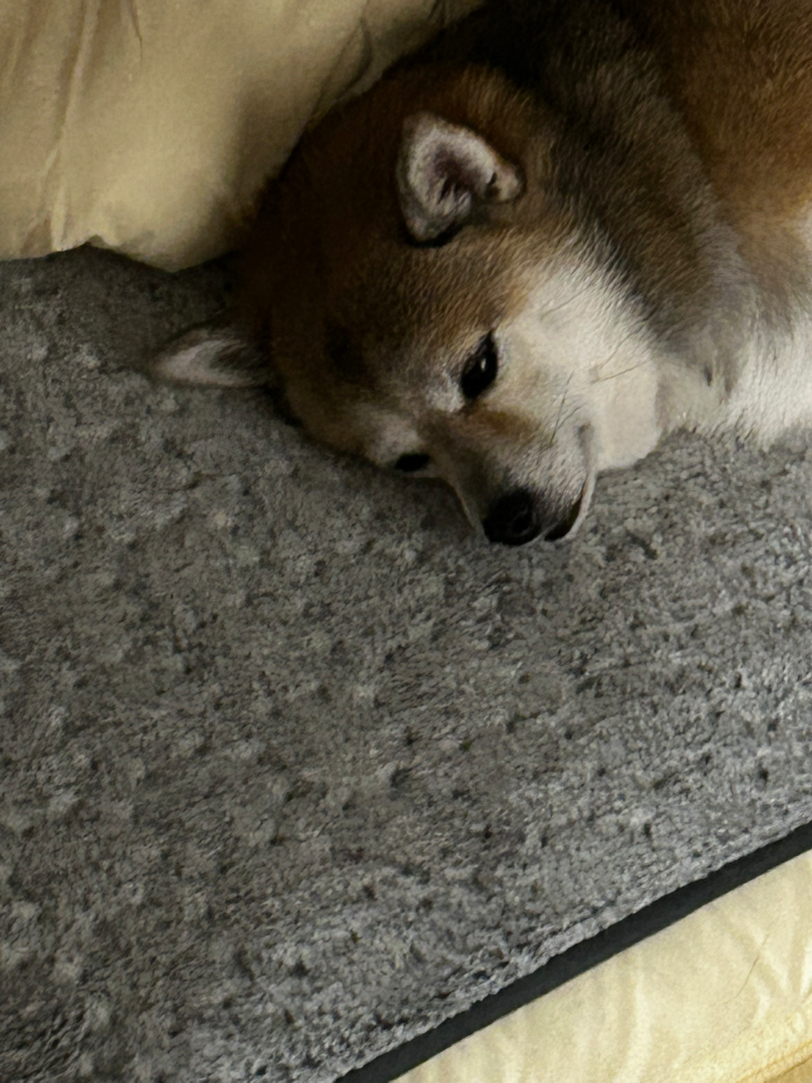안녕하세요~~ 덕산읍 동일살고요  시바 아빠입니다 
아내도잇고 아들도잇는 유부남입니다~ 꿈이가 엄마를 더 좋아하지만ㅎㅎㅎ
