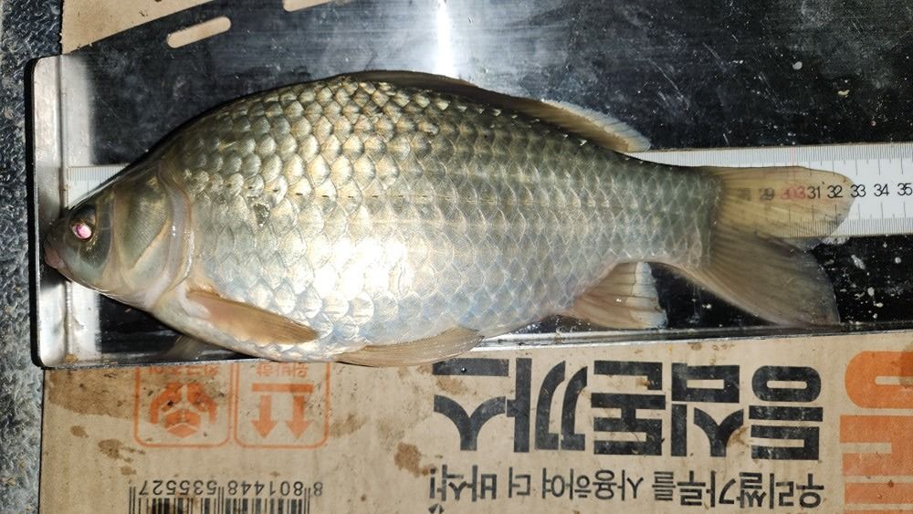 붕어보러가자 앨범 사진