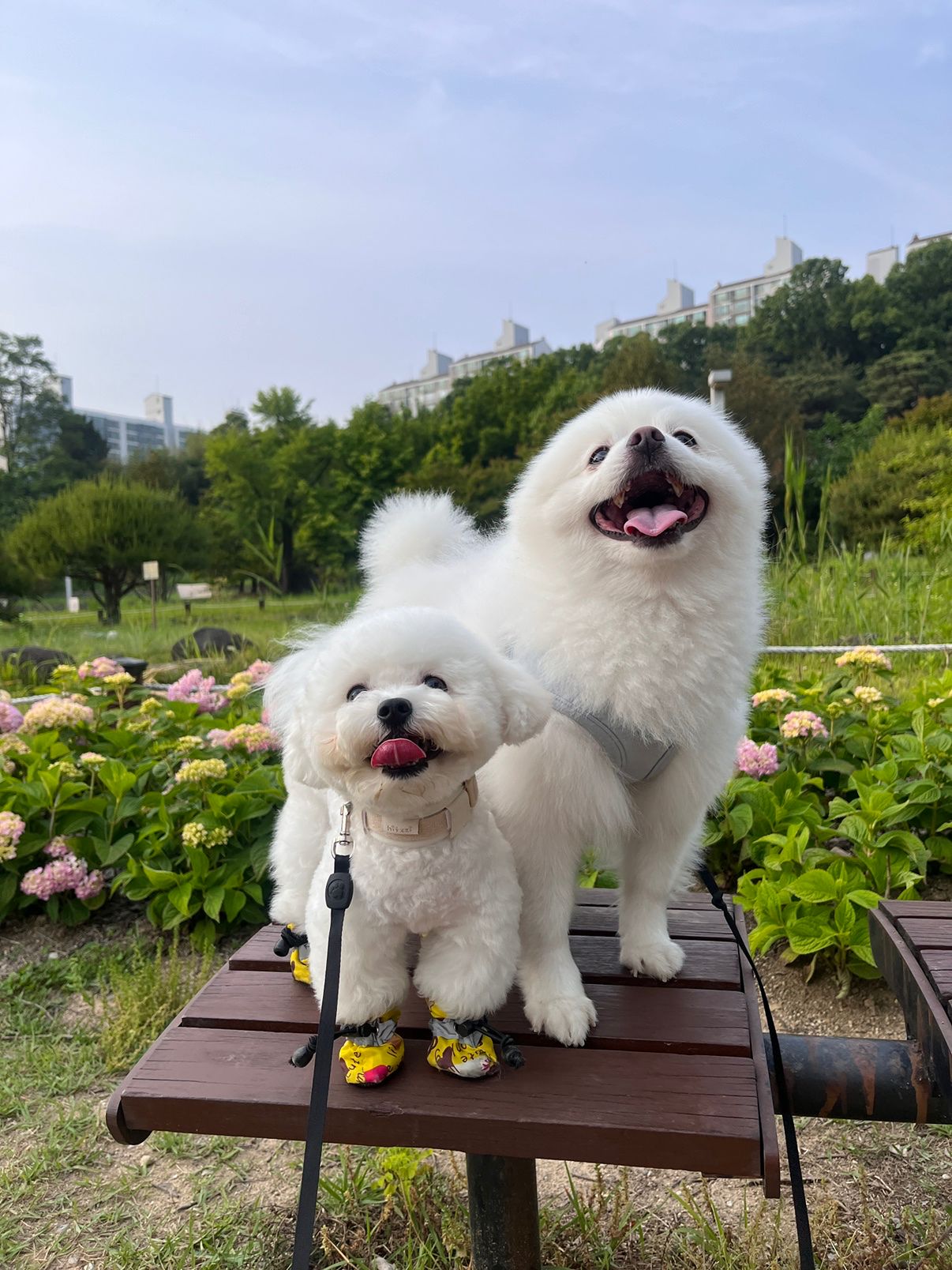 애견 친구 만들깅❤ 앨범 사진