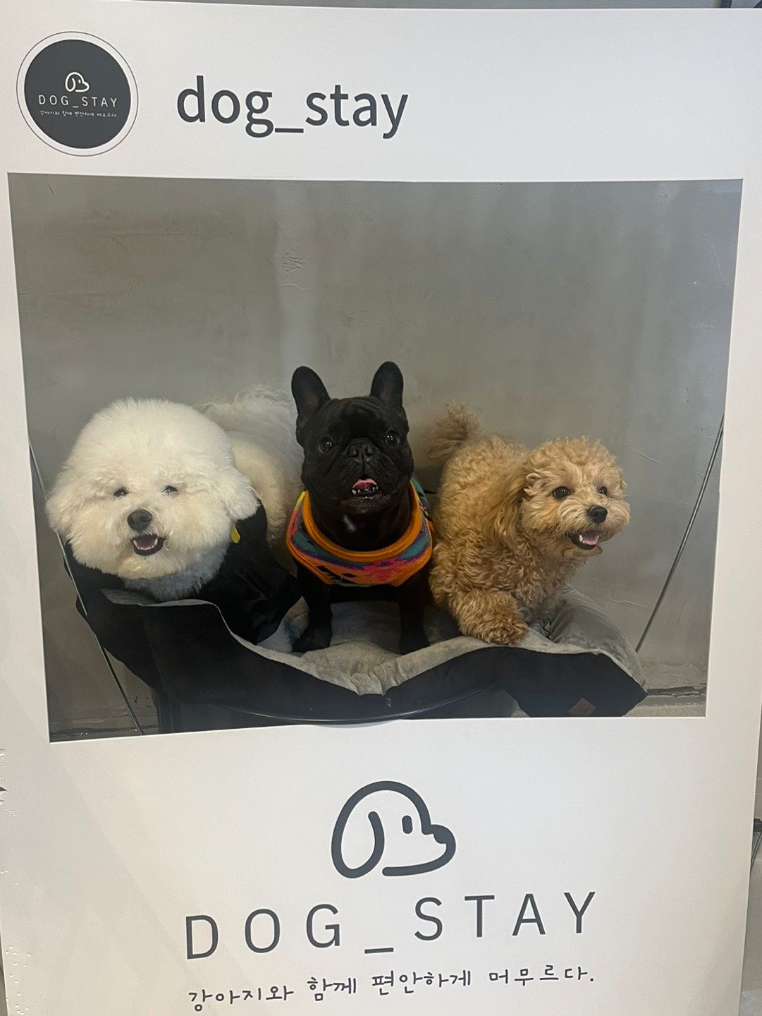 🐶 광안리 강아지 산책 모임 🐶 앨범 사진
