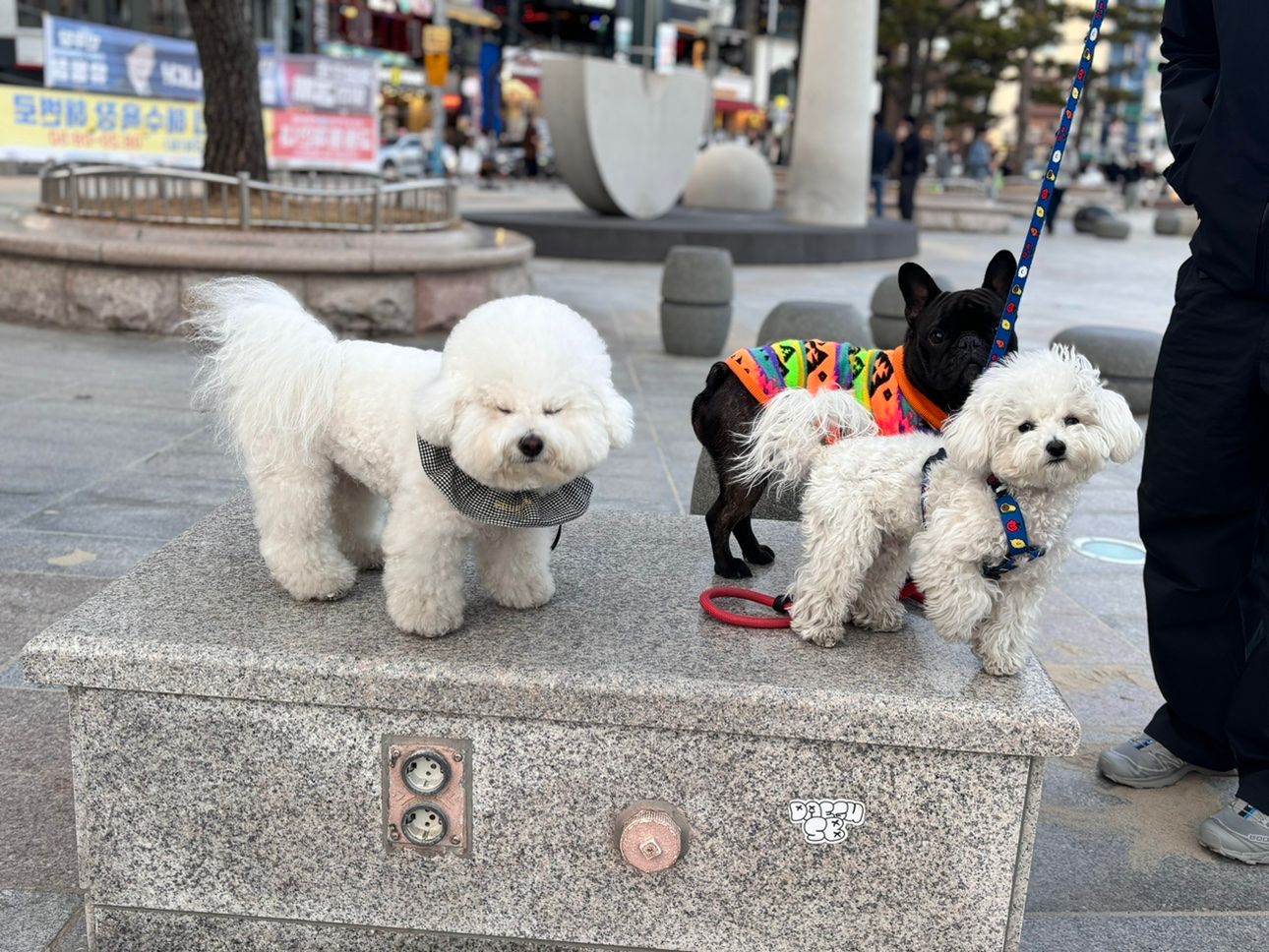 🐶 광안리 강아지 산책 모임 🐶 앨범 사진