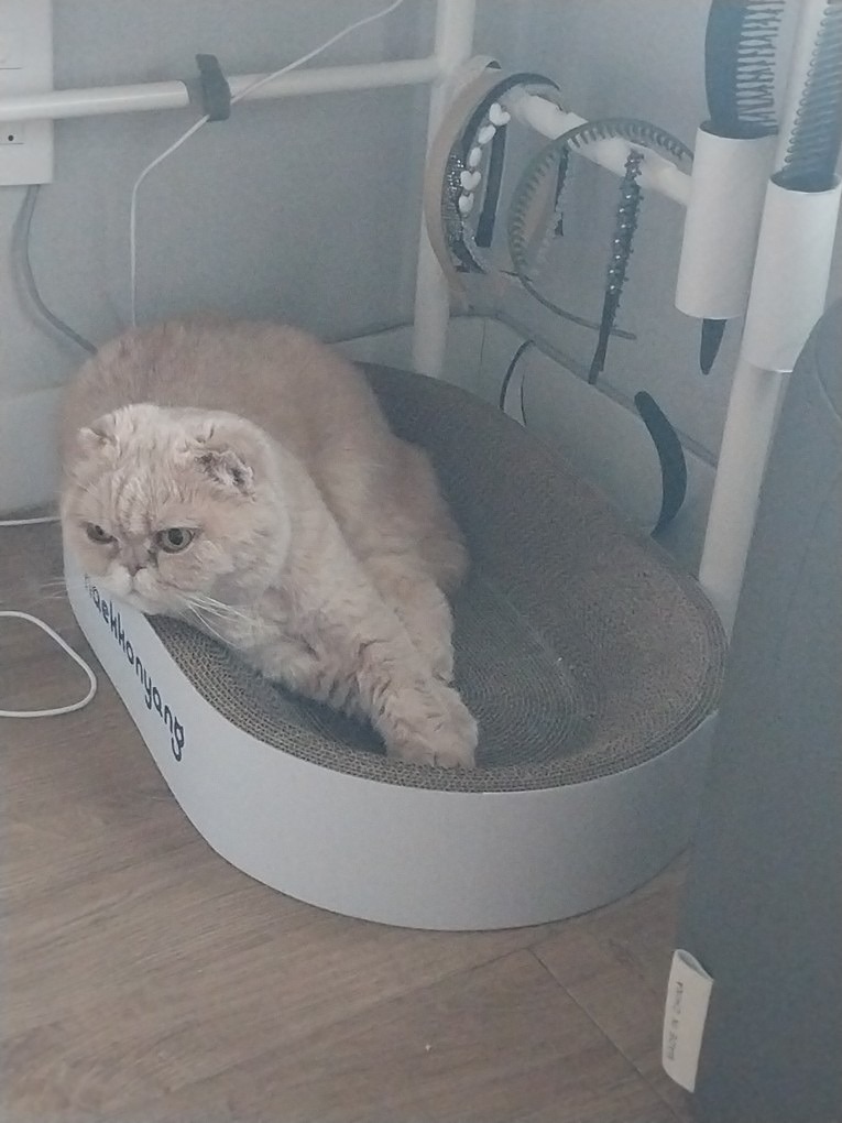 나는 내가 엄마같은 사람인줄 알았어요
한번도 의심한적 없었죠
몰랐어요 난 내가 고냥이라는 것을
그래도 괜차나 난 사랑스럽지
펠리칸이 물고온 선물인줄 알았어요
엄마를 웃게하는 작은꽃
몰랐어요 난 내가 고냥이라는것을
그래도 괜찮아 난 행복하니까
나는 내가 엄마같은 사람인줄 알았어요
한번도 의심한적 없었죠
몰랐어요 난 내가 고냥이라는 것을
그래도 괜찮아. 난 미묘라니까
한참동안 찾았던 내  두귀
안으로 접혀진 폴드가 되어있네
활짝 펴볼수도 없는 나의 작은 귀
누가 이리 만들었어 누가 이리 만들었어
스코틀랜드에서 우연히 발견된
돌연변이 고양이 상품성 되보였지
조상의 핏줄을타고 내려온 유전자변이
난 그렇게 태어났지 나는 스코티쉬폴드

나는 내가 엄마같은 사람인줄 알았어요
한번도 의심한적없었죠
몰랐어요 난 내가 고냥이라는것을 
그래도 괜찮아 난 사랑스럽지
펠리칸이 물고온 선물인줄 알았어요
엄마를 웃게하는 작은꽃
몰랐어요 난 내가 고냥이라는 것을
그래도 괜찮아 난 행복하니까


>>> 8세 넘은 중년의 우리 아롱이 입니다