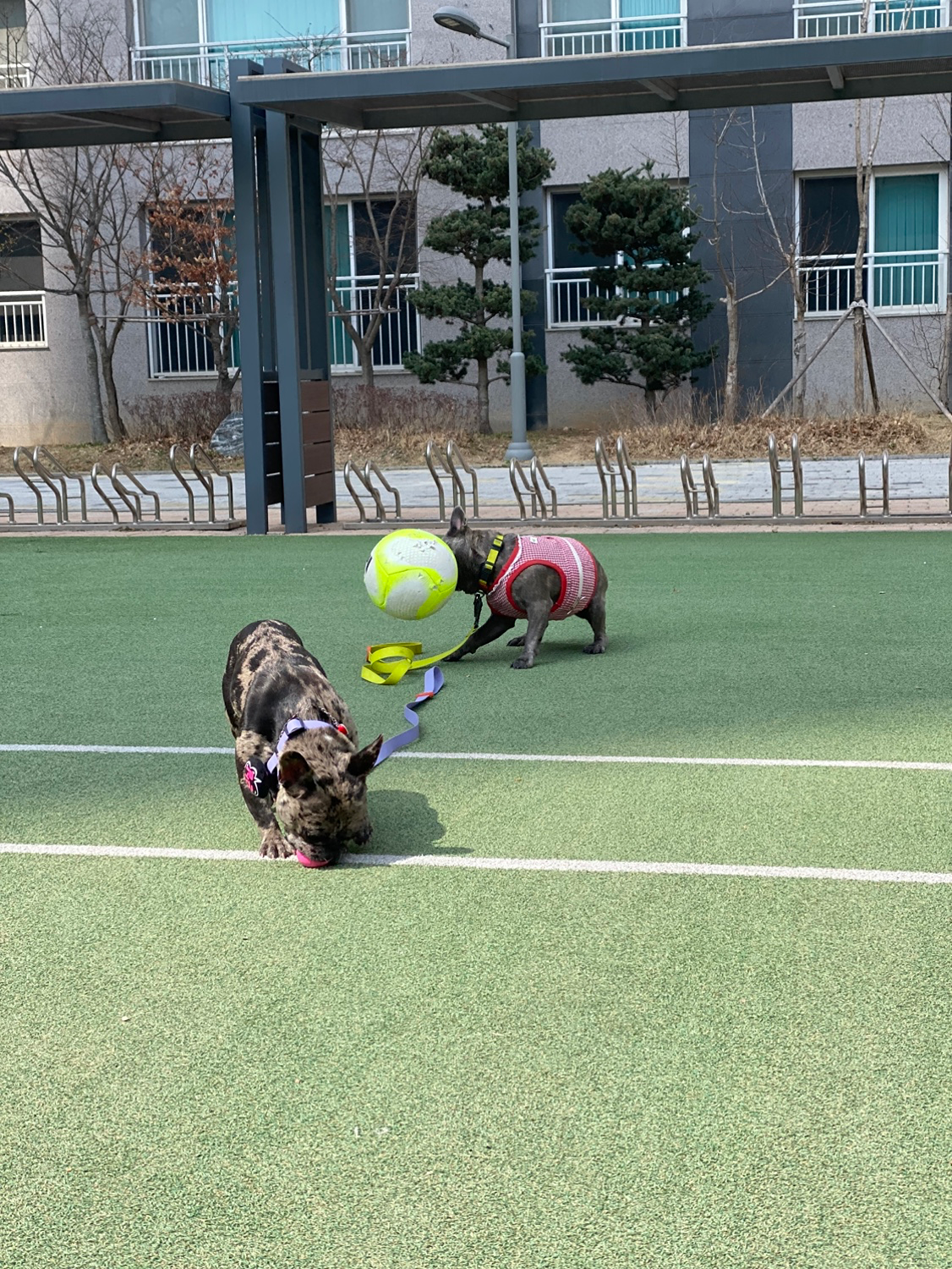 삐딱하개 애견까페