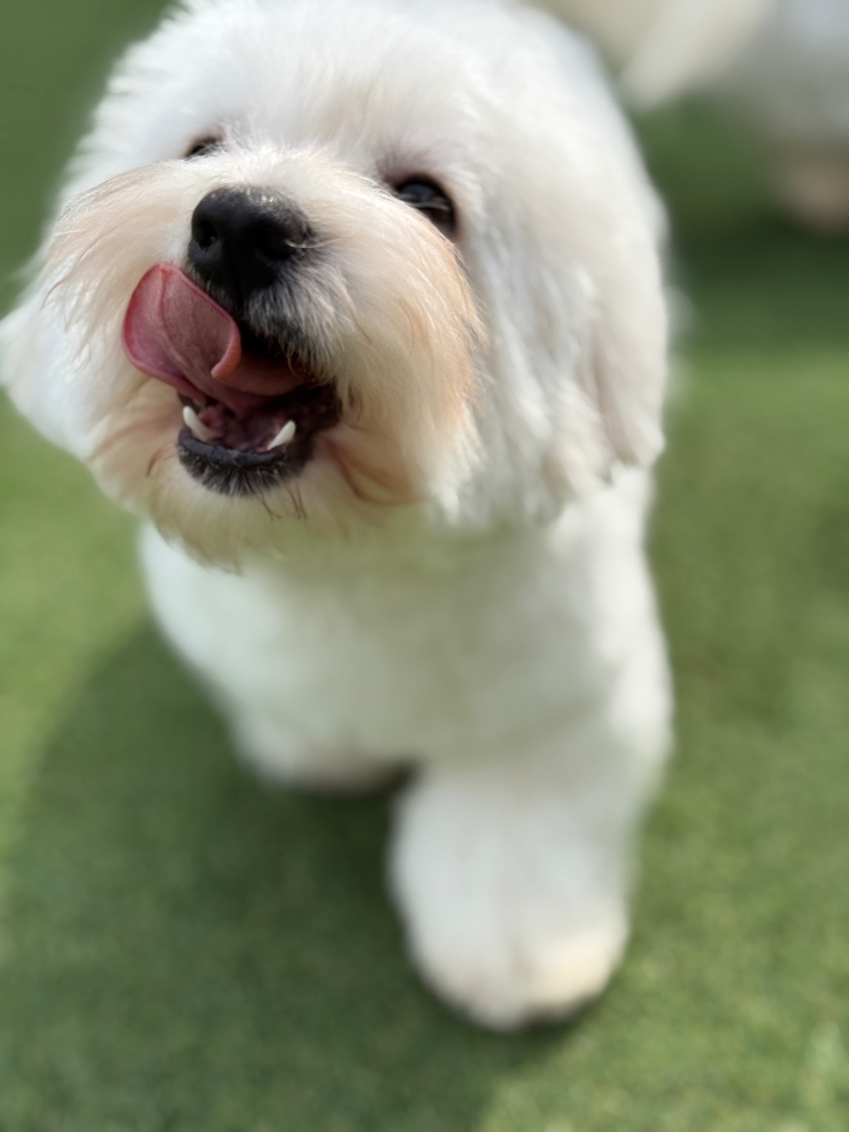 훈련사가 운영하는 꼬똥모임방에서 다양한 정보 공유와

즐거운 소통하세요🐶