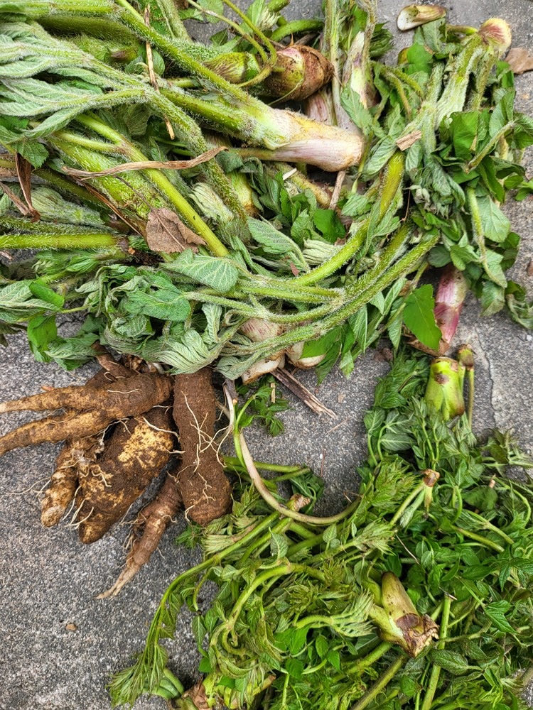 산약초 산행입니다.