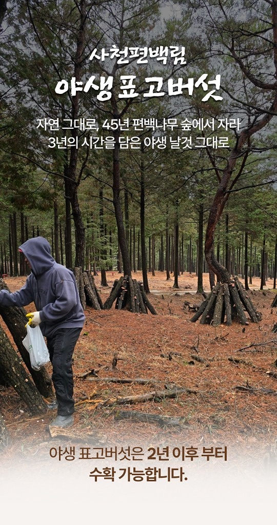 제가 예전직장에서 팀장으로 일할때 친한대표님인데요~ 경남사천에 편백숲을 운영하시고 편백오일과 편백수생산하는곳이예요~ 
편백숲에서 야생으로 키운 표고버섯이예요~
혹시 공동구매 같이하실분계시면 채팅주세요~ 
2키로씩 판매하는거라 너무많아서요~ 필요하신분 주문받아요~^^