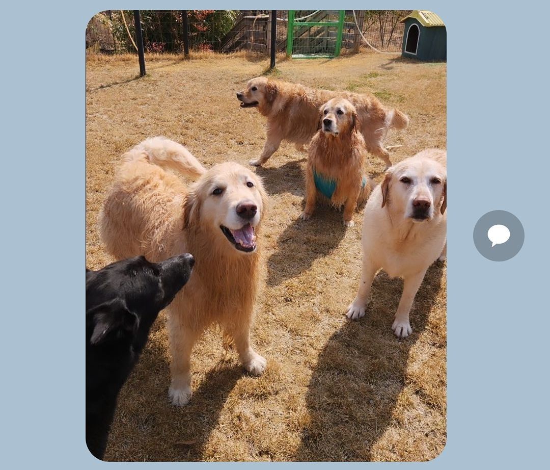 [독킹] 반려견 산책 모임 앨범 사진