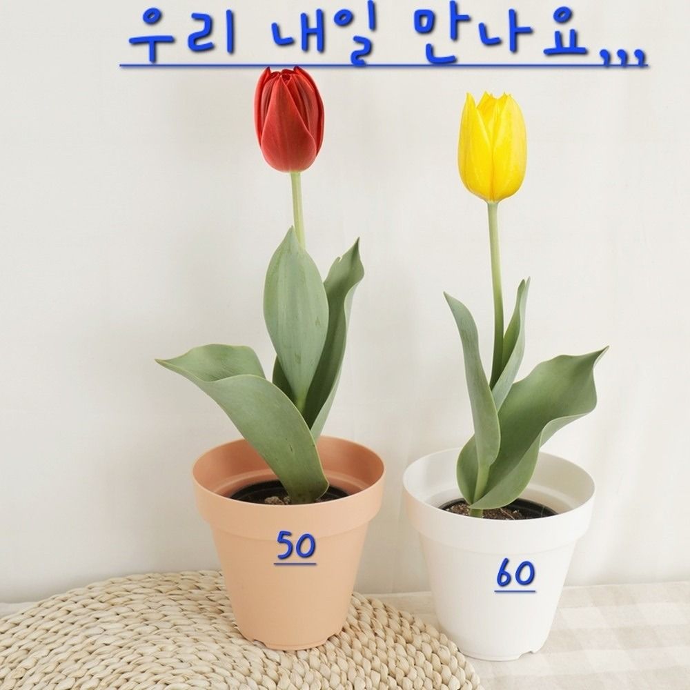 50 60 새로운출발 앨범 사진