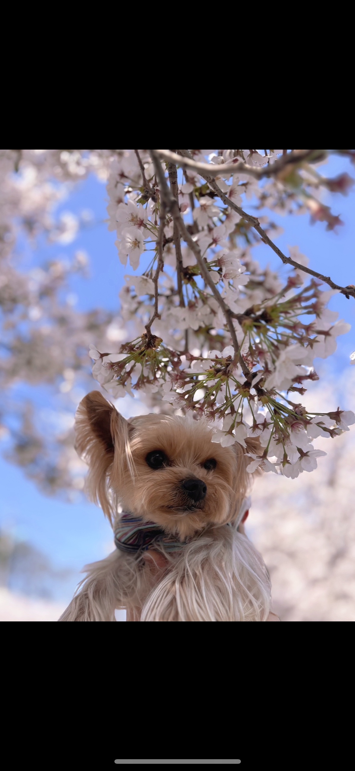 대청호 🌸꽃개~~🌸