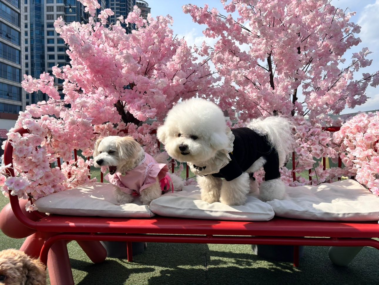 🐶 광안리 강아지 산책 모임 🐶 앨범 사진