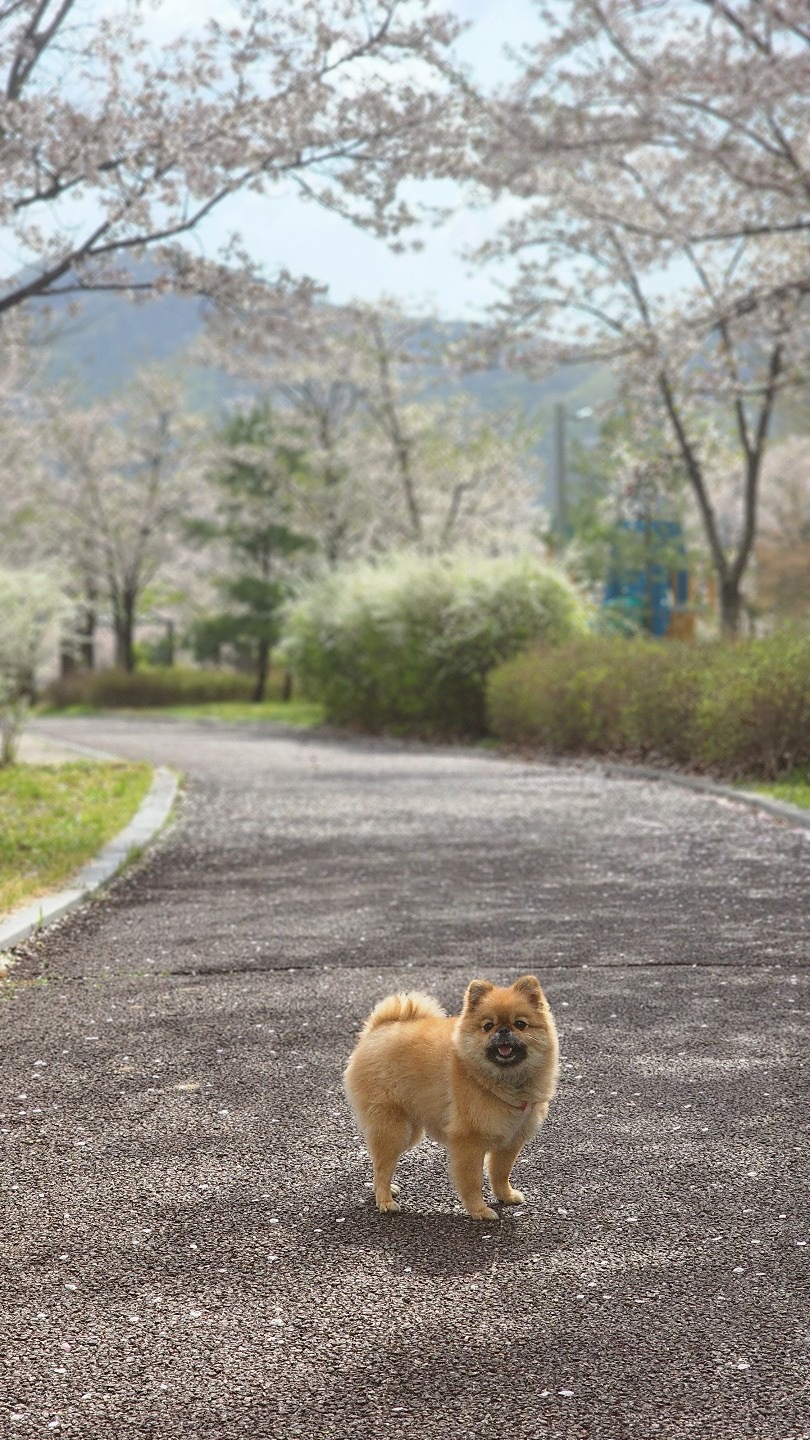 안녕하세요~ 복희 언니예요. 😀
복희는 약 10살 정도이구요, 저한테 오기 전 어떤 삶을 살았는지 사회성은 제로인 울 복희지만 잘 부탁드립니당~~