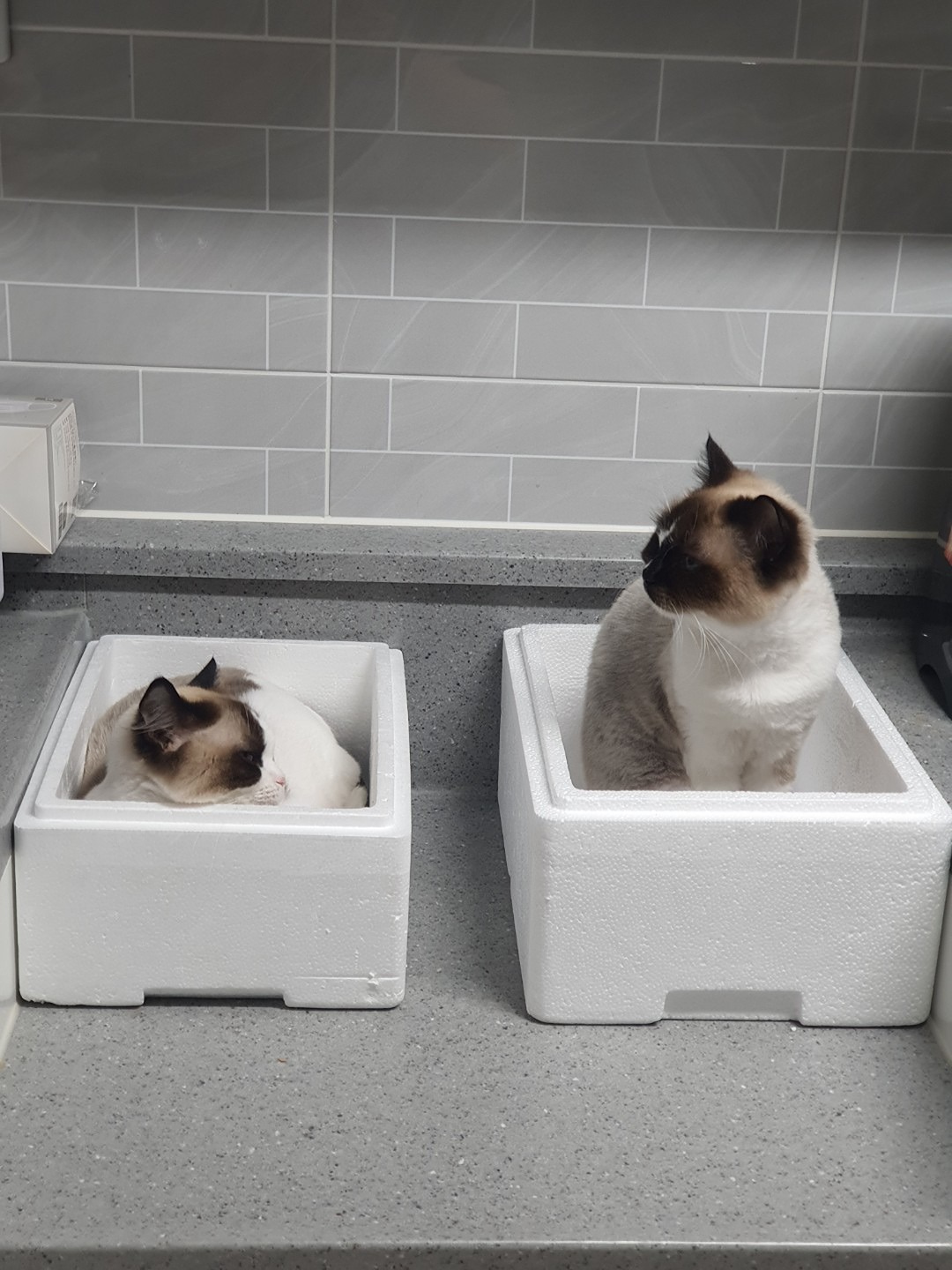 안녕하세요. 고양이 2마리 강아지 2마리와 함께 사는 집사입니다. 렉돌 2마�리를 키우고 있어요. 고양이 관련 소통을 하고싶어서 찾아왔습니다. 반갑습니다..!