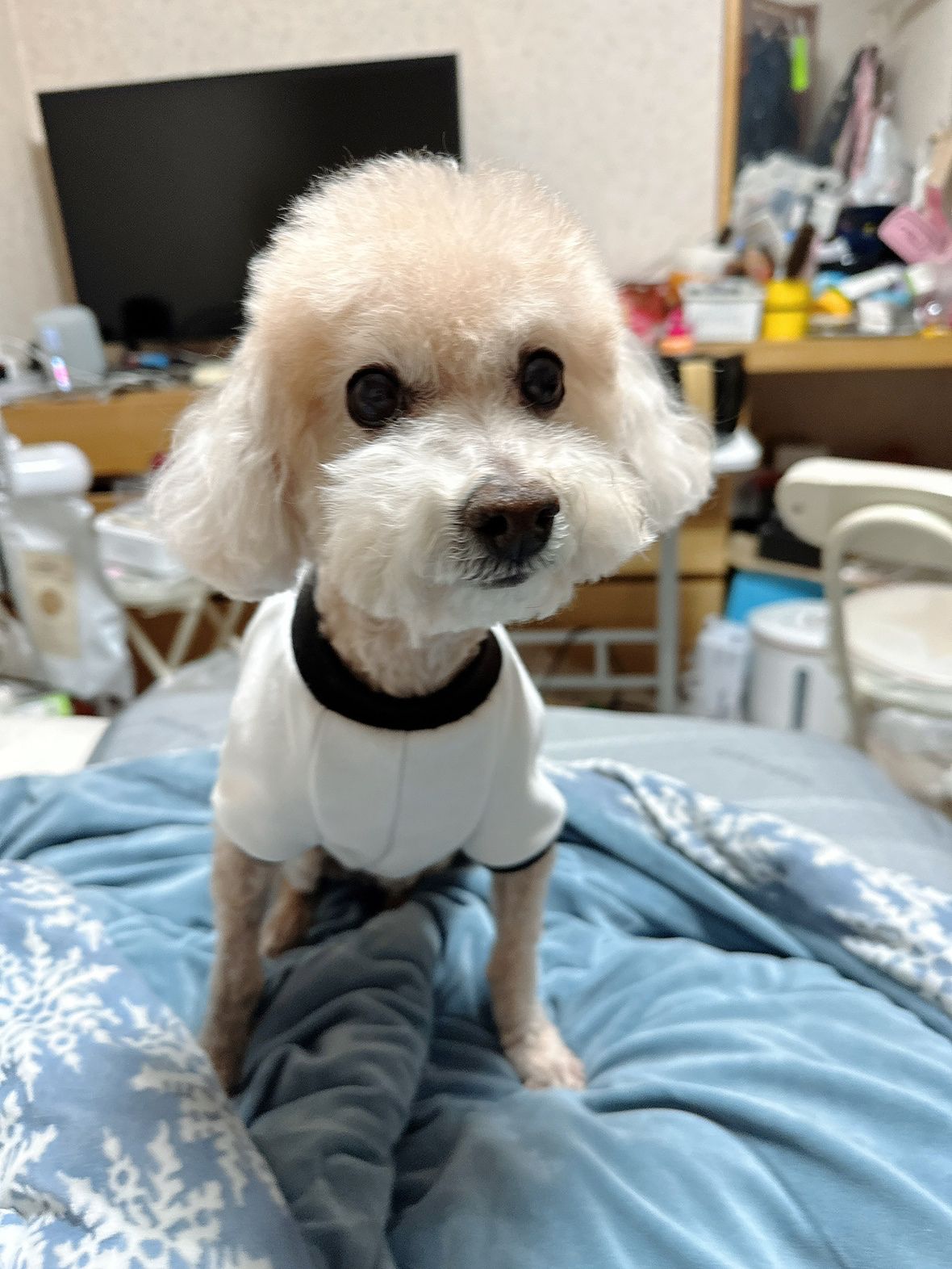 북구 댕냥이들 앨범 사진