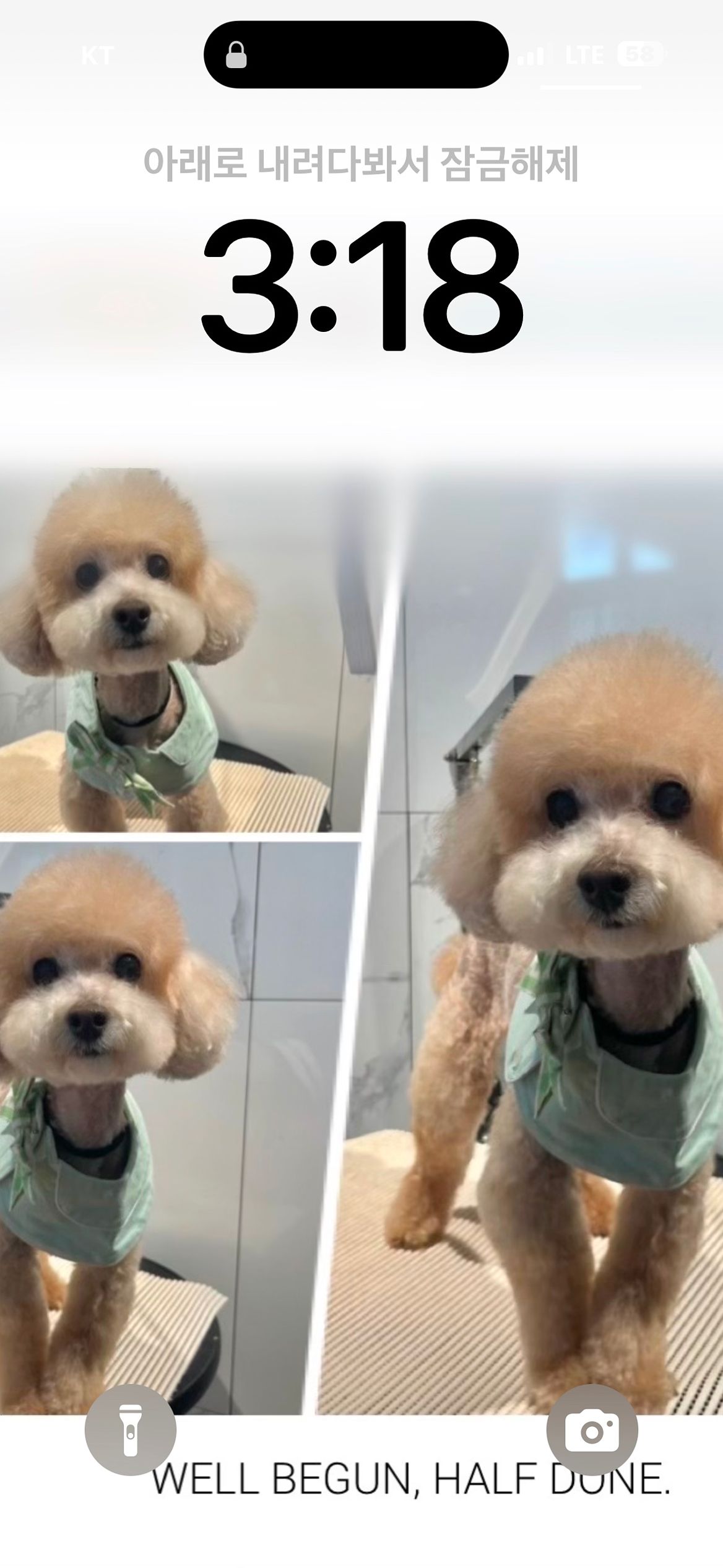 북구 댕냥이들 앨범 사진