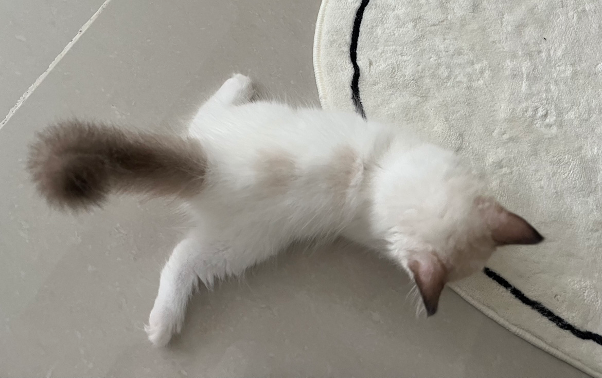 안녕하세요😊 곧 1년 되어가는 랙돌 집사입니다 :)
같은 동네 고양이 집사님들과 정보 공유하고 싶어 들어왔어요! 잘 부탁드립니다ㅎㅎ