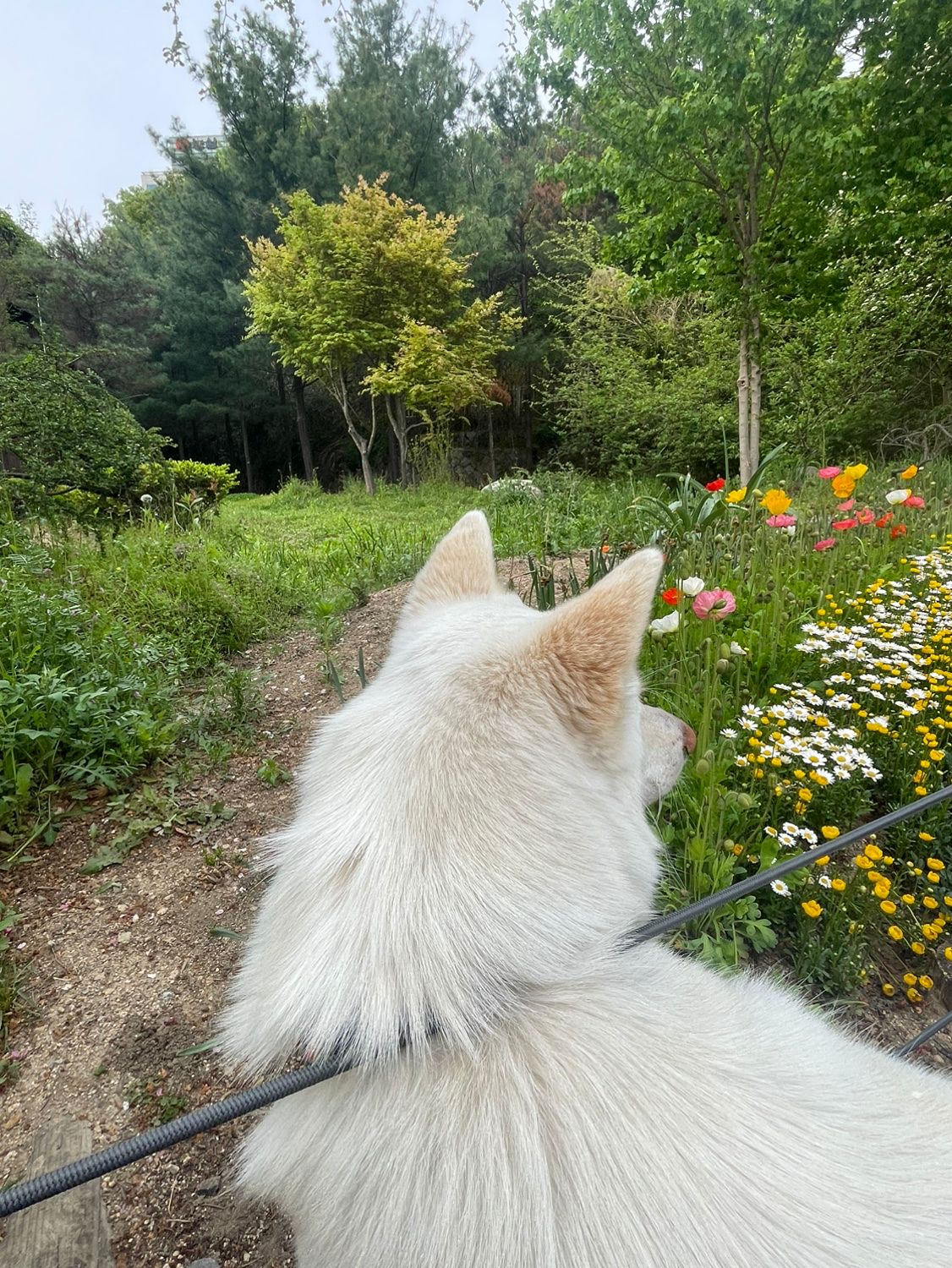 진돗개 진도믹스 모임 🐕🌻 앨범 사진
