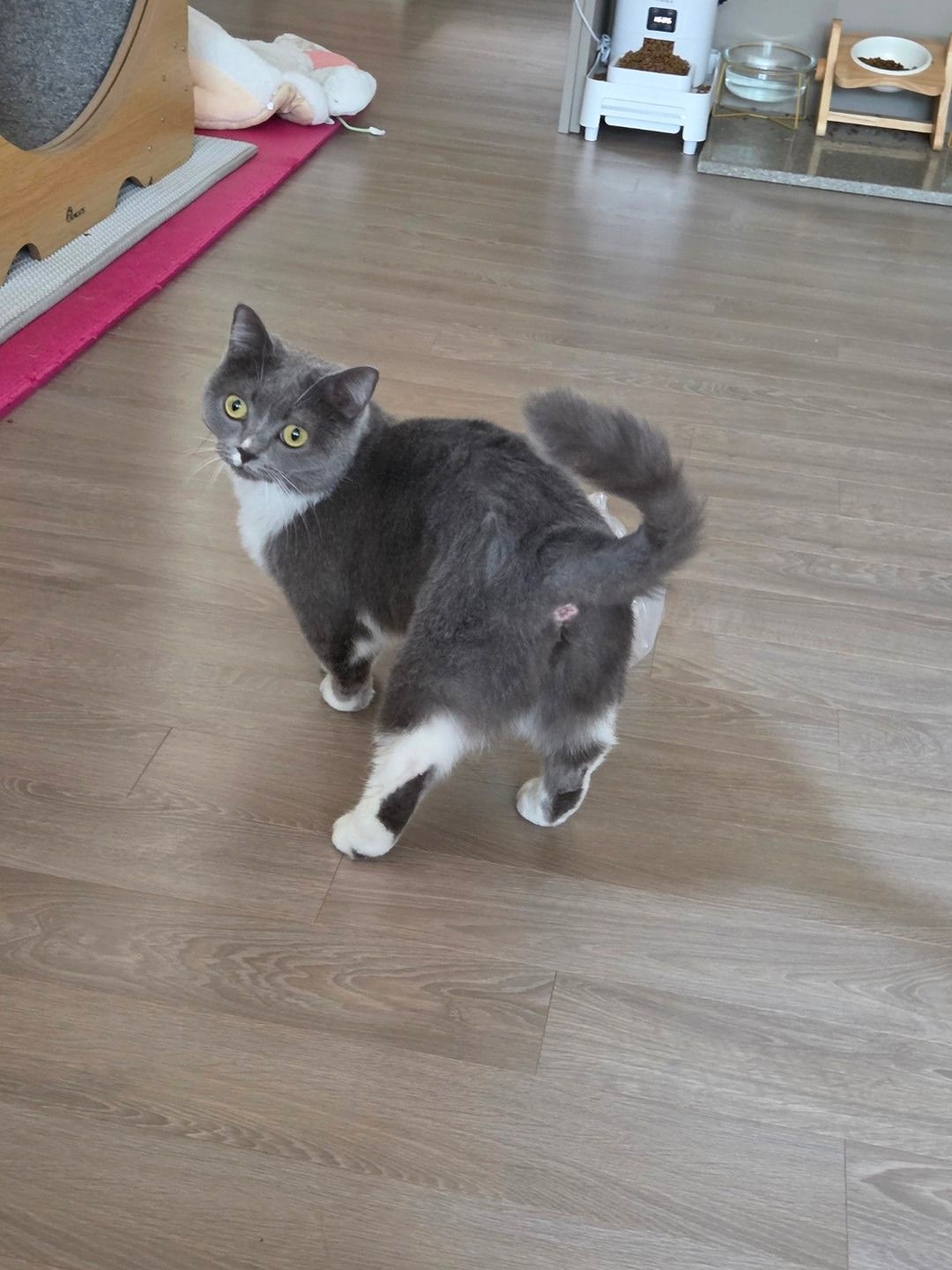 길냥이 앨범 사진