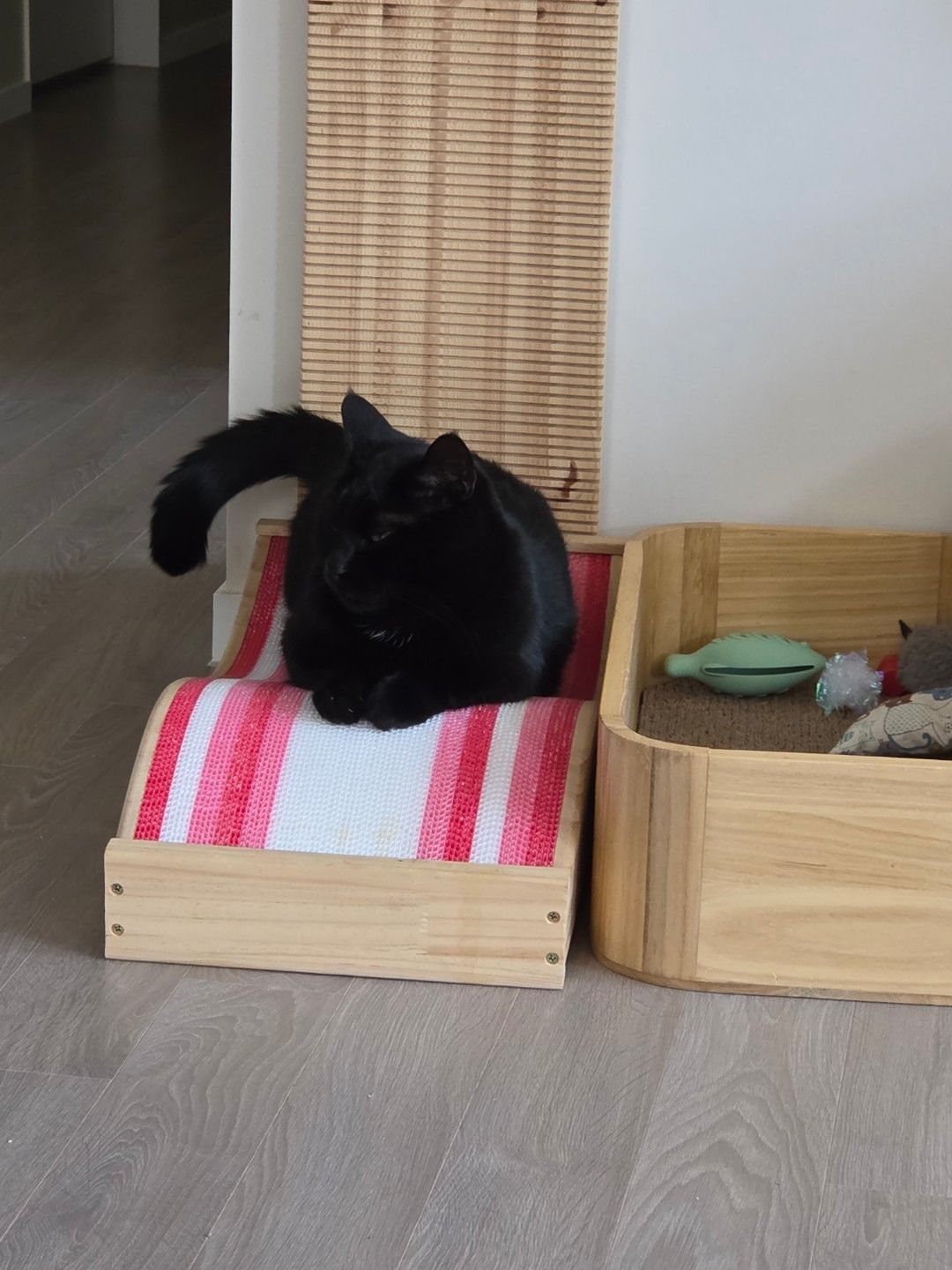 길냥이 앨범 사진