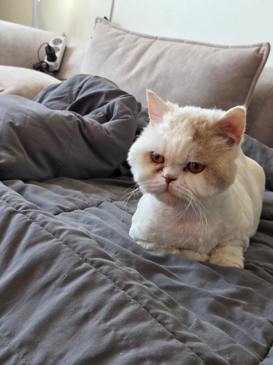 길냥이 앨범 사진