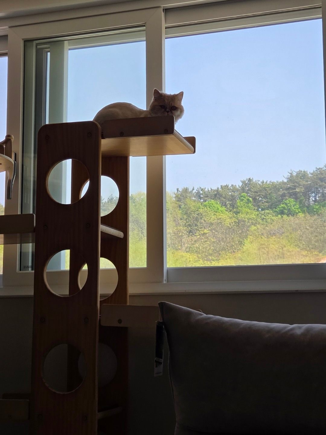 길냥이 앨범 사진