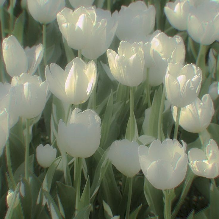 ✨️🌷모먼피움:대전 20대 취미/공예/친목 앨범 사진