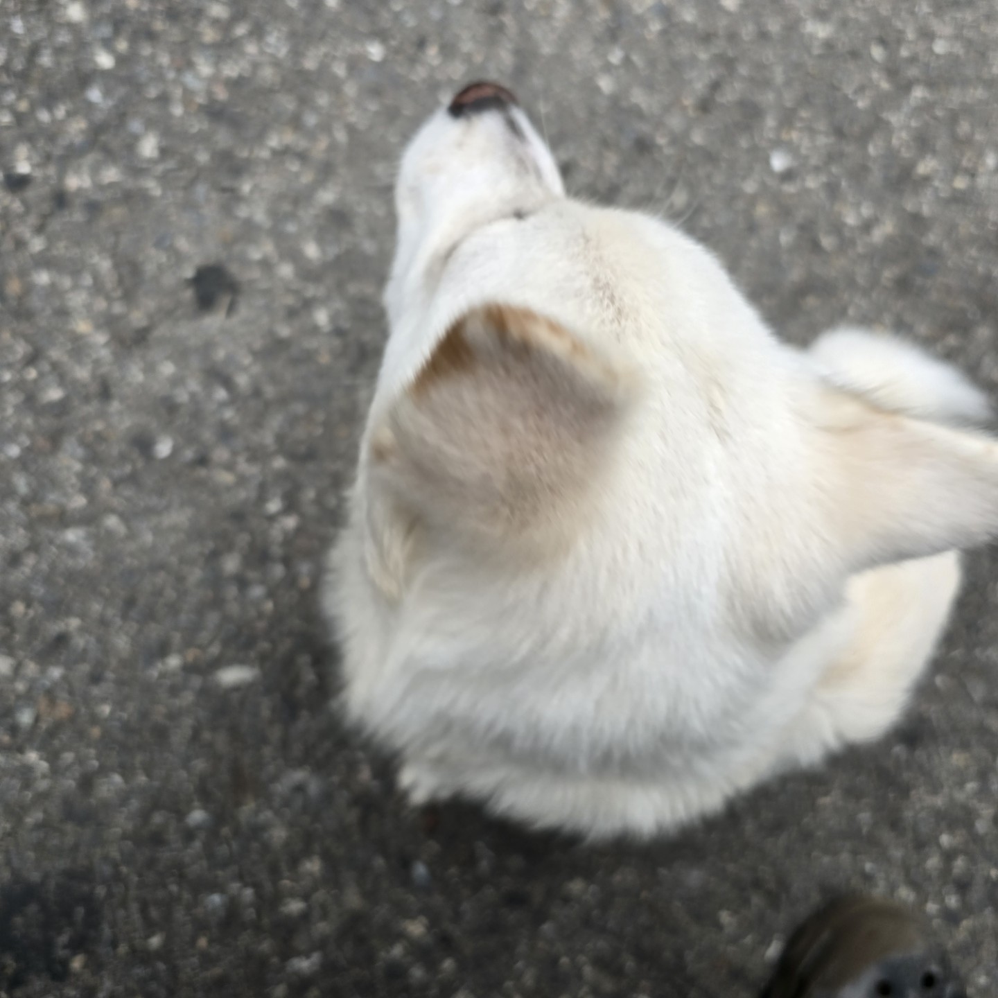 호치킨 남구로역점 picture 2