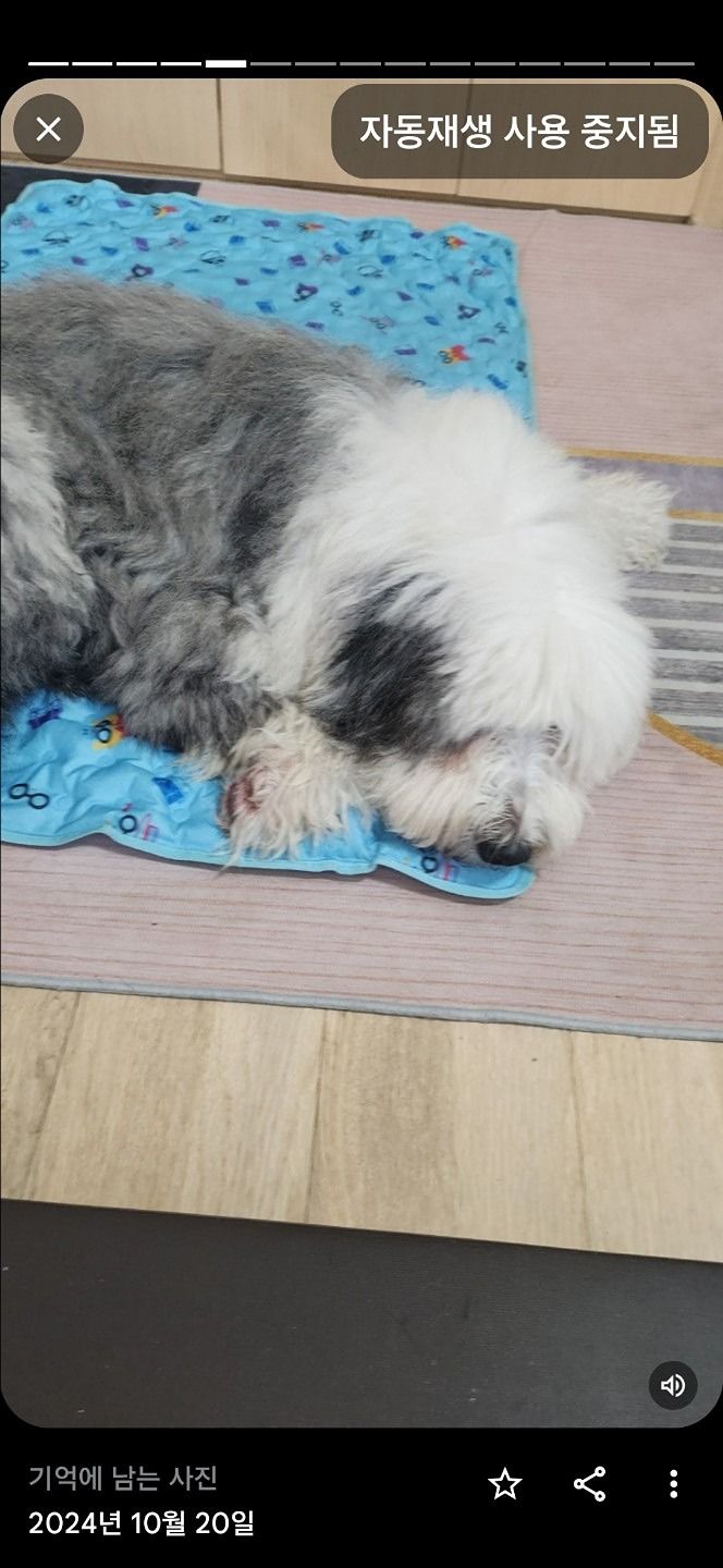 대형견 산책 같이해요^^ 앨범 사진