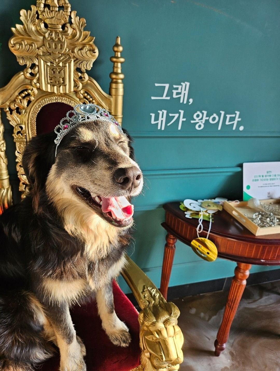 반려생활 행복하개냥 앨범 사진