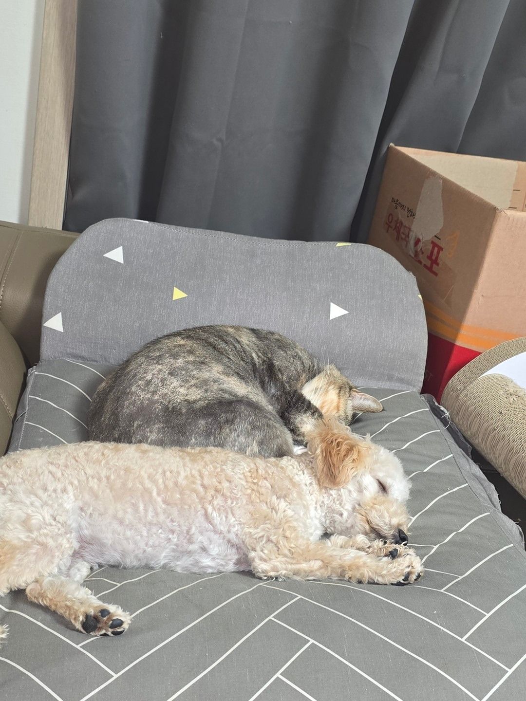 평택소형견 친구 만들기방