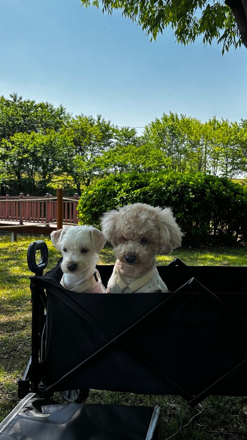 평택소형견 친구 만들기방 앨범 사진
