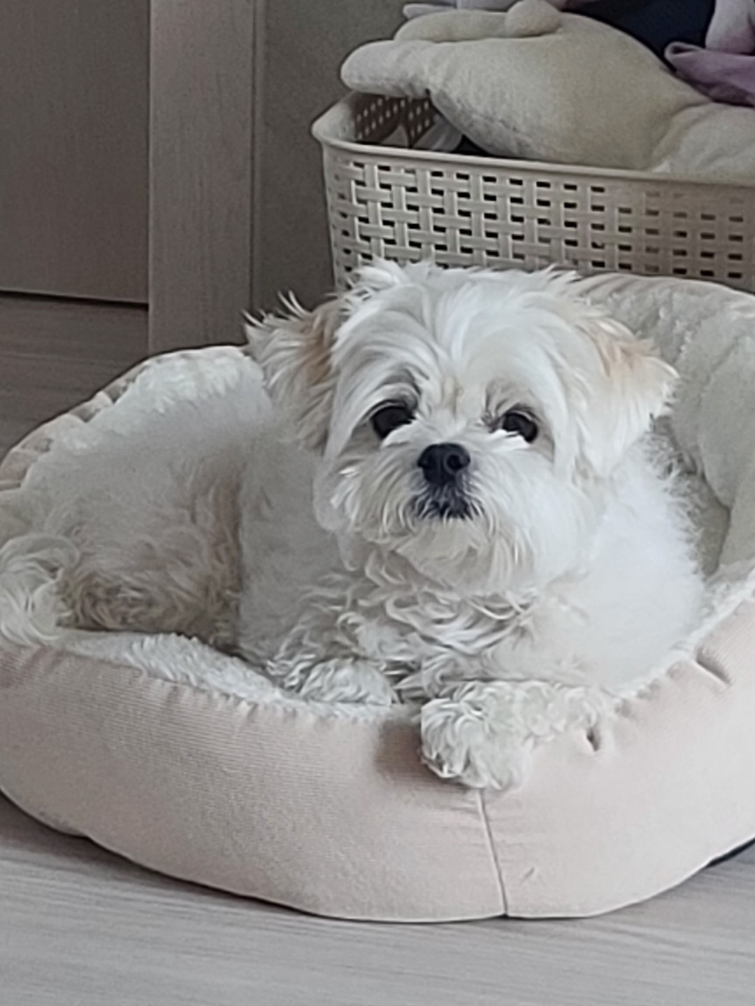 반갑습니다. 천동살아요
마치 남자아이 3년 키우고있어요
좋은 친구들과 함께 즐거운 날들 보내요~~^^