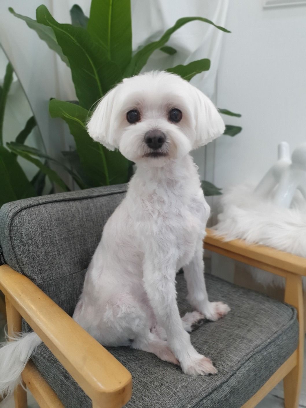 강아지를 사랑하는 사람들 앨범 사진
