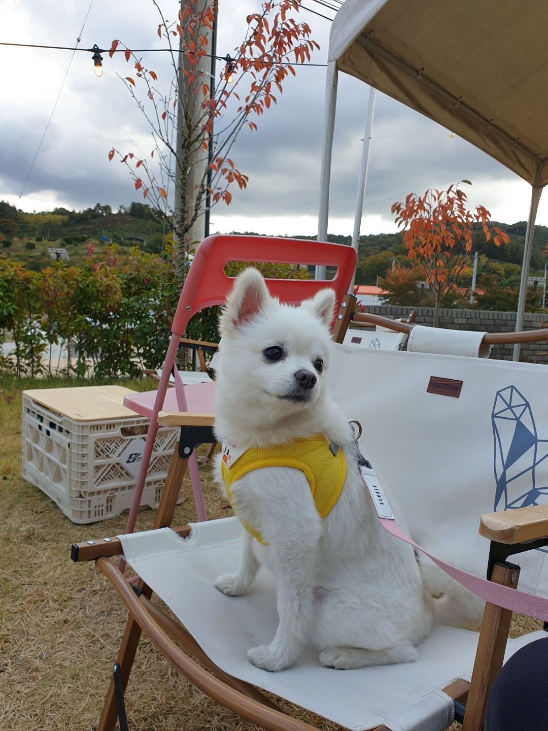 [독킹] 반려견 산책 모임 앨범 사진