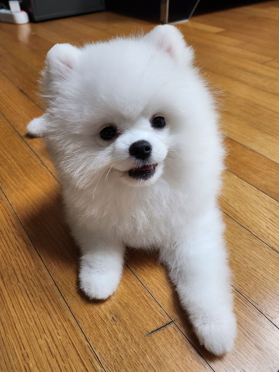 강아지를 사랑하는 사람들 앨범 사진