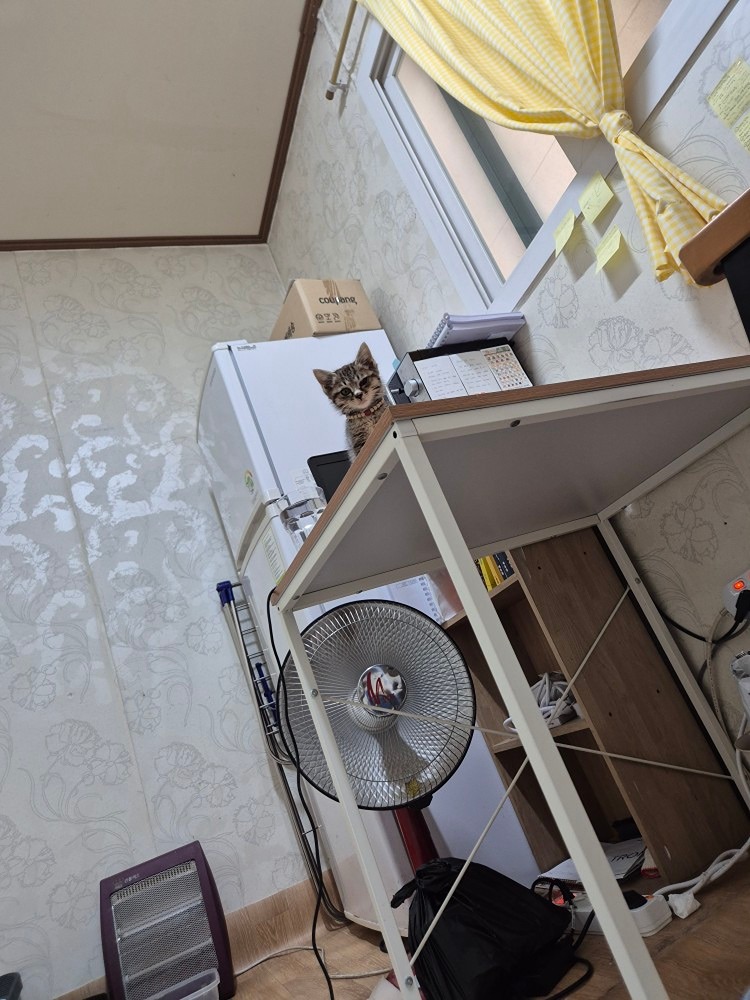 아기 고양이 인데요 태어난지 얼마안되보여요
길을 잃고 헤메는걸 우연히보게되어 
임시보호중입니당
오늘 3일차인데 혹시 사랑으로 키우실분 계시는지요..?  저도 사정이있어 길게데리고있을수없어 보호소 보내야하나 고민이네요
혹시 관심있으신분 연락주세요 ^^