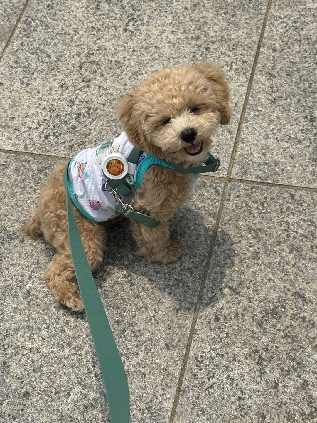 안녕하세요 곧 7개월 토이푸들 푸푸 키우는 푸푸엄마입니다 ��잘부탁드려요