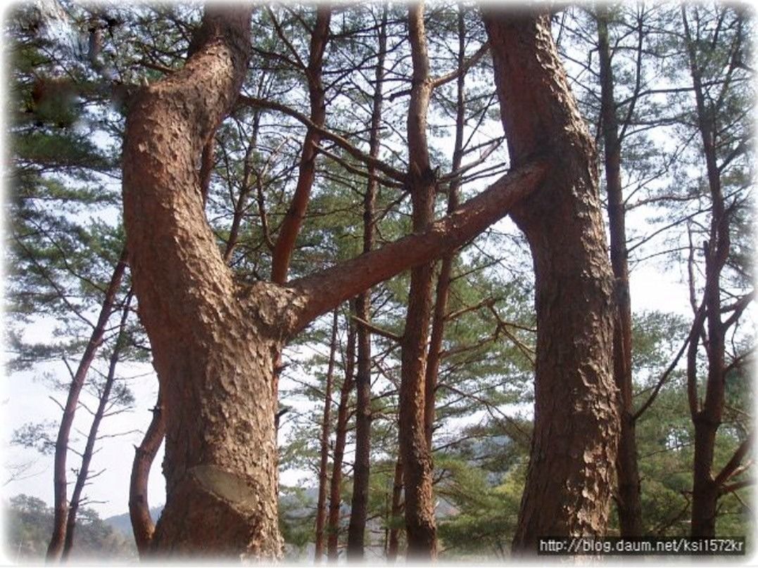 노래  취미(5070) 앨범 사진