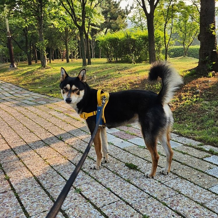 반려견  사랑 앨범 사진