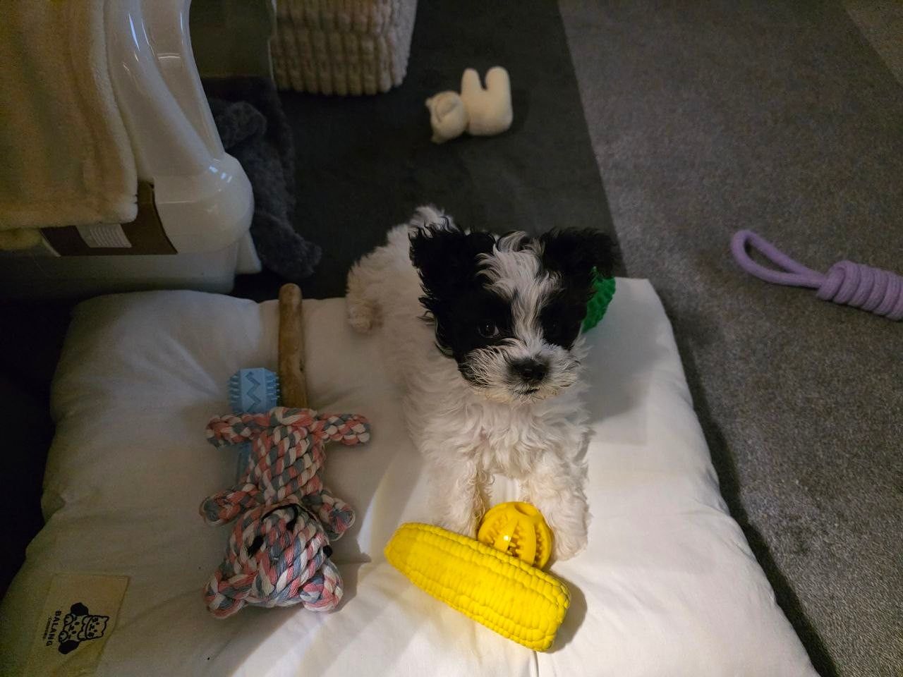 난곡동 반려견 산책모임🐶 앨범 사진