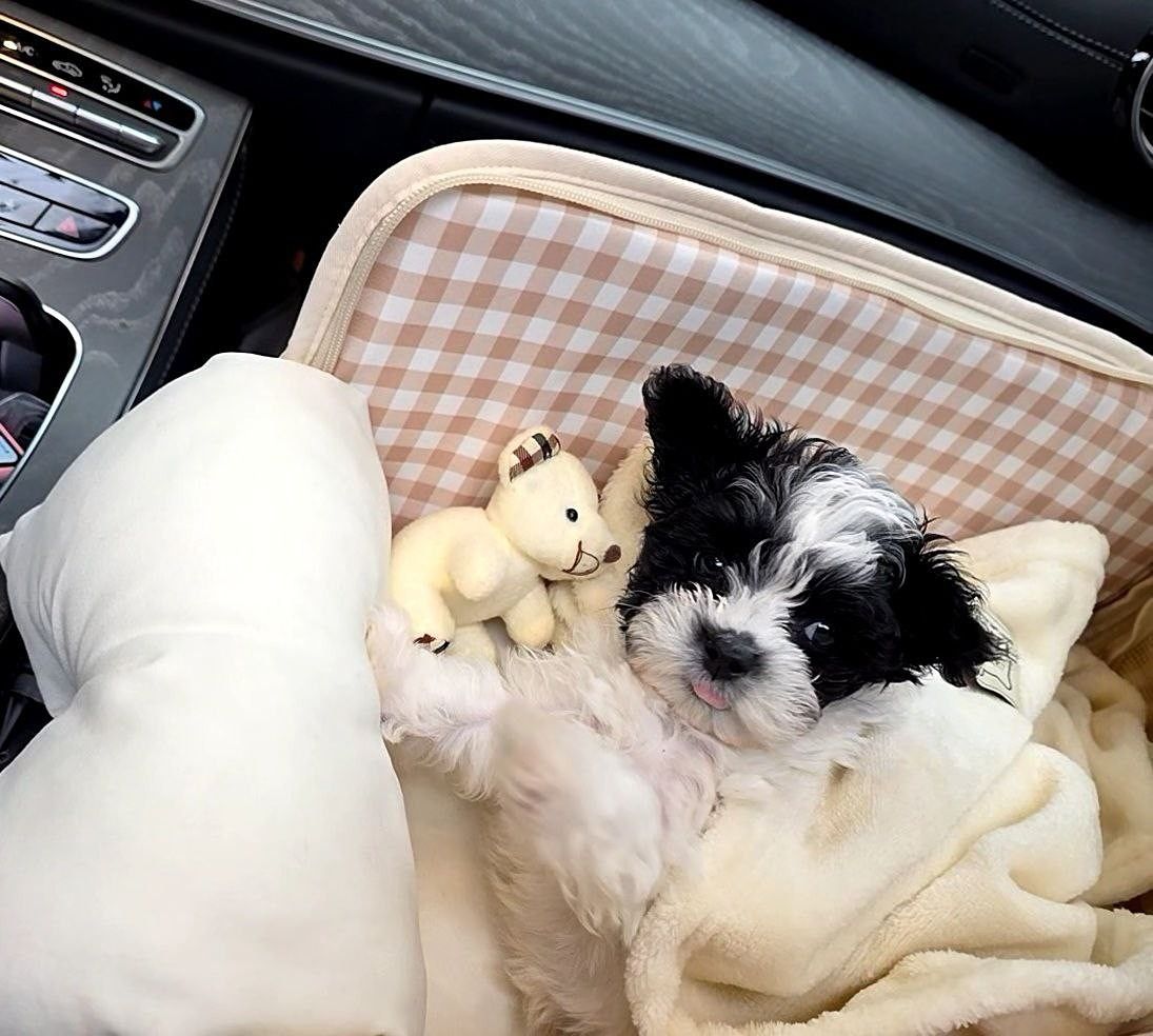 난곡동 반려견 산책모임🐶 앨범 사진