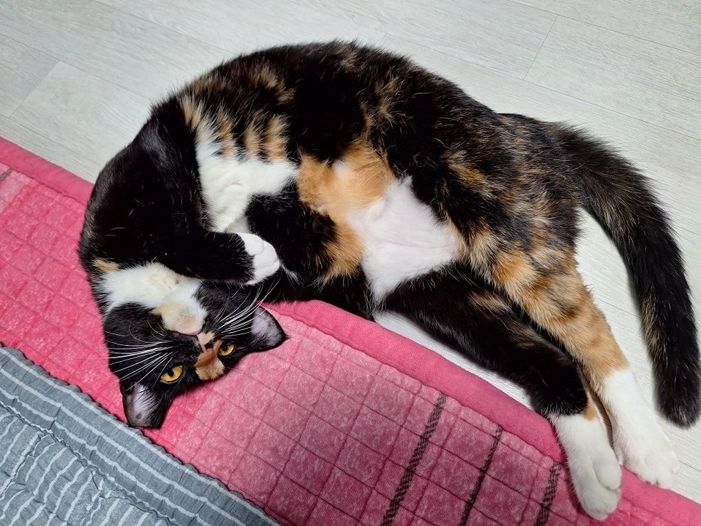 고양이 집사님들 모셔요 🐾 앨범 사진