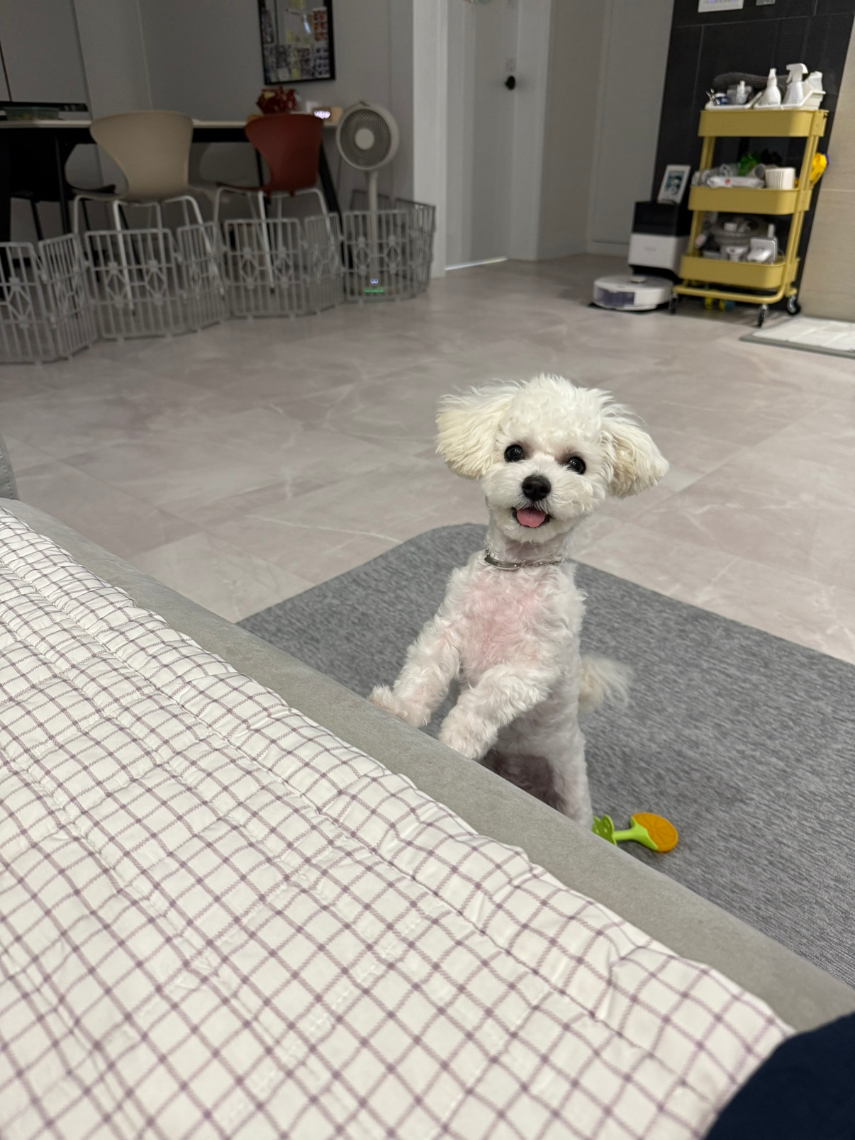안녕하세요^^ 
비전동 24년2월생 비숑 모찌예요!
친구를 너무 좋아하는 겁쟁이입니다
아침 저녁 산책하면서 친구 해요^^!!