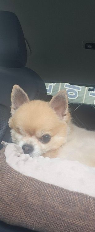 평택소형견 친구 만들기방 앨범 사진